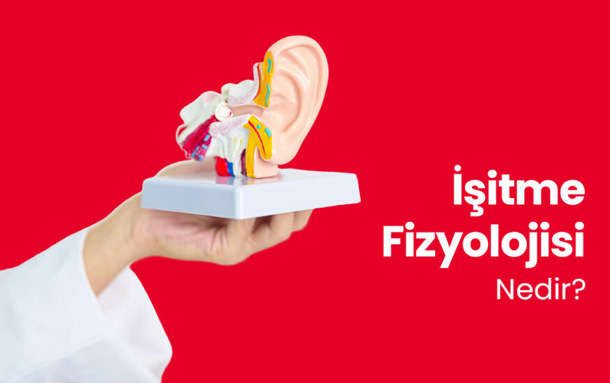 İşitme Fizyolojisi Nedir?